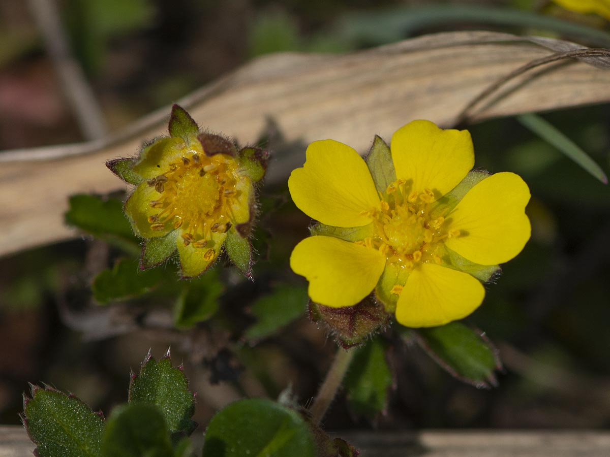 Blüte groß